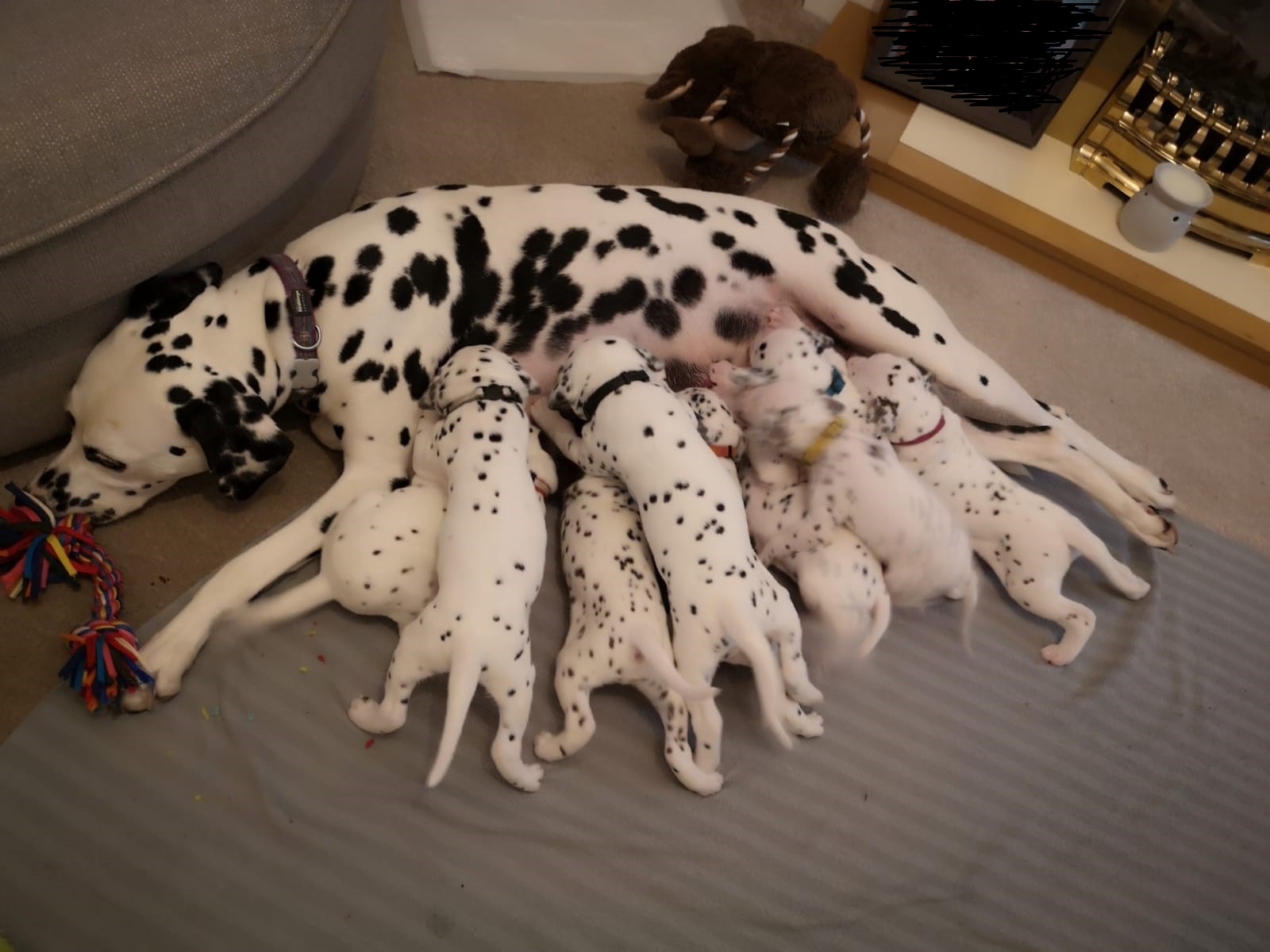 Miranda Pets